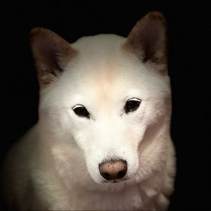 Meet your Posher, Angel